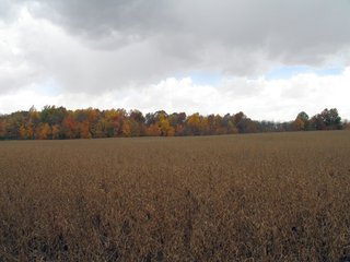 Property photo 8 - 97 +/- Acres Tillable Land Auction
